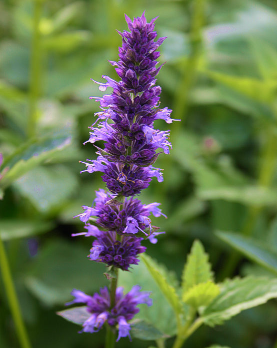 Giant blue hyssop
